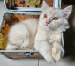 Persian purebred white cat